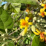 Imagem de Phalsa