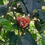 Imagem de Cedro-branco