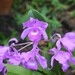 Imagem de Orquídea chocolate