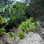 Imagem de Mucunã-de-caroço