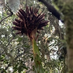 Imagem de Guzmania