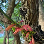 Imagem de Halleria lucida