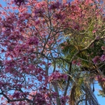 Imagem de Ipê-roxo