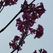 Imagem de Ipê-roxo