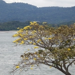 Imagem de Ipê-amarelo