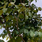 Imagem de Ipê-amarelo