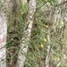 Imagem de Flor-de-maio