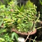Imagem de Flor-de-maio