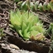 Imagem de Haworthia