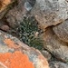Imagem de Haworthia marumiana não possui um nome popular amplamente reconhecido no Brasil