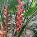 Imagem de Bananeira-do-brejo