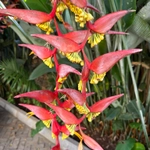 Imagem de Planta Papagaio