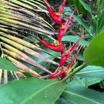 Imagem de Bananeira-de-jardim