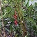 Imagem de Bananeira-do-brejo