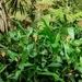 Imagem de Bananeira-de-jardim