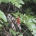 Imagem de Bananeira-de-jardim