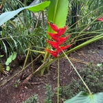 Imagem de Bananeira-de-jardim