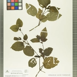 Imagem de Planta-mosaico