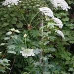 Imagem de Heracleum mantegazzianum