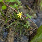 Imagem de Heteranthera dubia