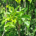 Imagem de Heteromorpha arborescens