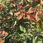 Imagem de Heteropterys brachiata