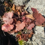 Imagem de Heuchera