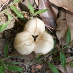 Imagem de Seringueira