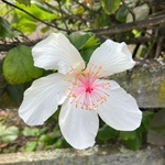 Imagem de Hibisco
