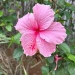 Imagem de Hibisco-frágil