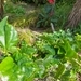 Imagem de Hibisco