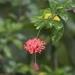 Imagem de Hibisco-aranha