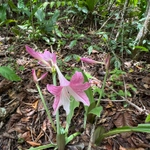 Imagem de Amaryllis