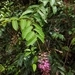 Imagem de Cereja-do-mato
