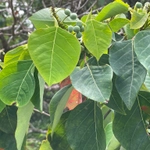 Imagem de Homalanthus novoguineensis