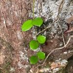 Imagem de Flor-de-cera