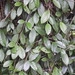Imagem de Flor-de-cera