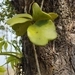 Imagem de Planta-coração