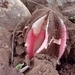 Imagem de Flor-cadáver