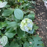 Imagem de Hortênsia
