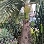 Imagem de Palmeira-garrafa