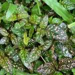 Imagem de Planta-pintada