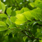 Imagem de Ilex kusanoi