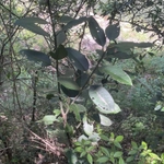 Imagem de Chá-de-macaco