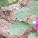 Imagem de Maria-sem-vergonha