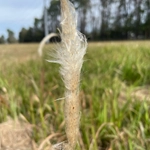 Imagem de capim-cogon