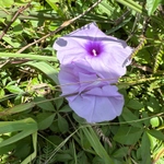 Imagem de Sete-léguas
