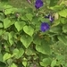 Imagem de Flor de janeiro