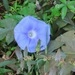 Imagem de Corda-de-viola