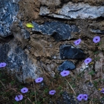 Imagem de corda-de-viola